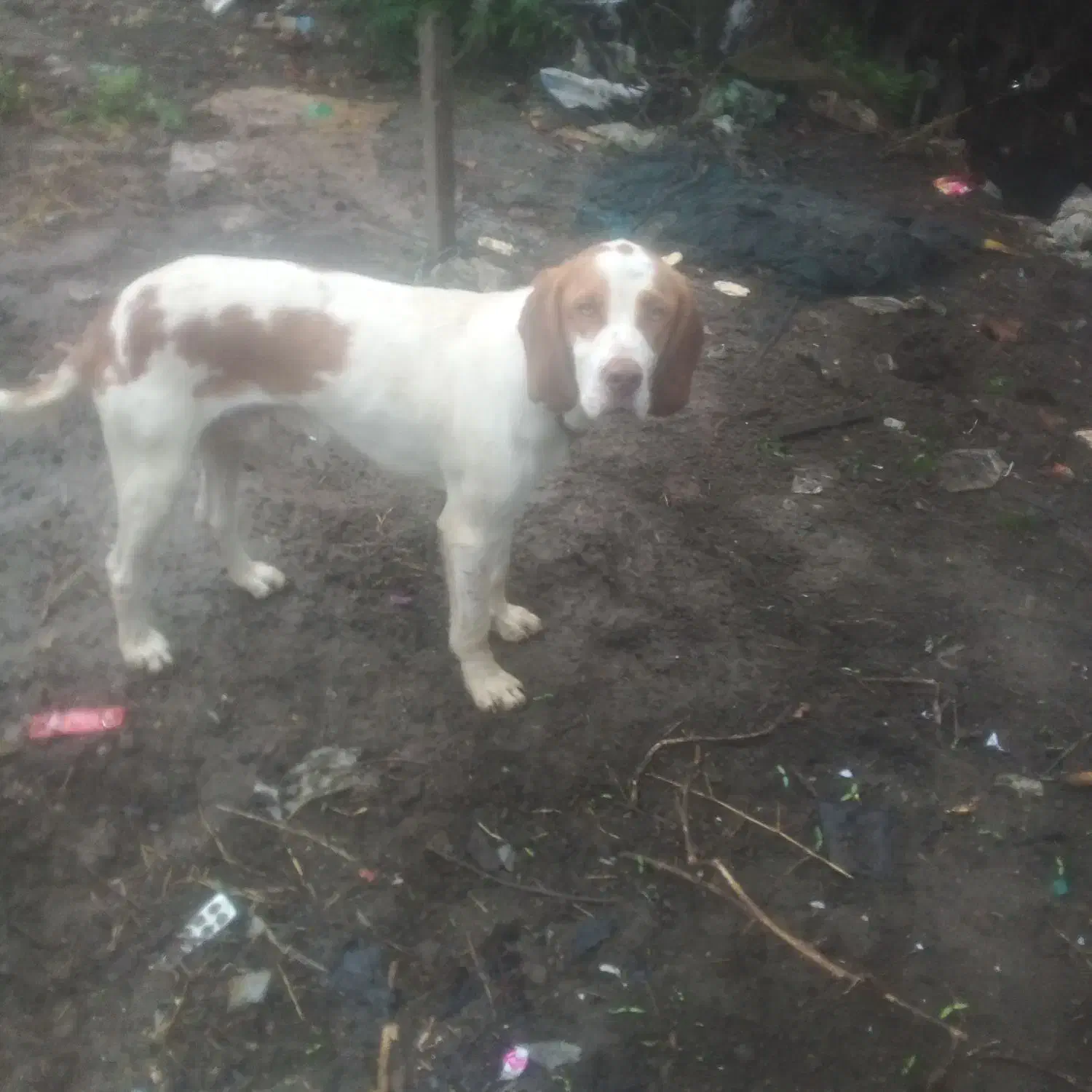 توله شکاری اموزشی کار بلد حرف گوش کن|سگ|تالش, هشتپر|دیوار