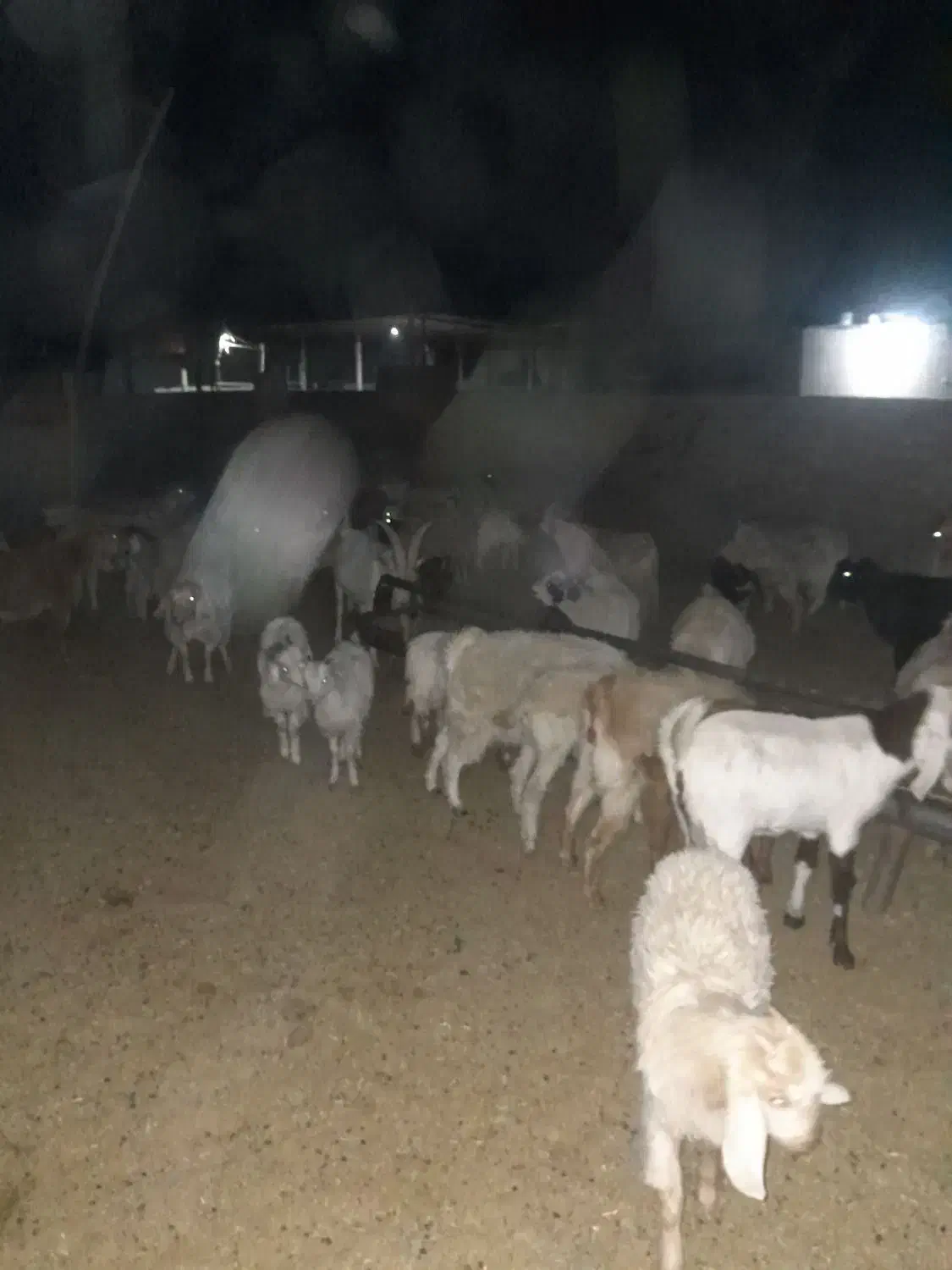 کهره چاق سبک|حیوانات مزرعه|سیرجان, |دیوار