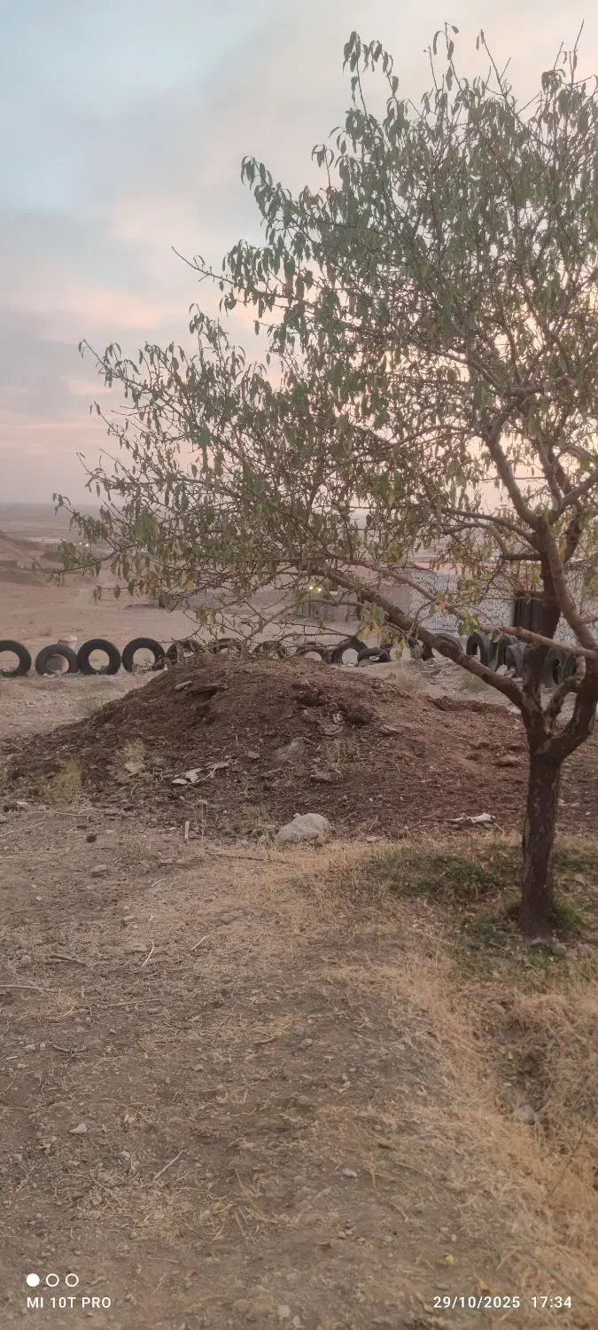 کود حیوانی گوسفندی|خدمات باغبانی و درختکاری|صوفیان, |دیوار