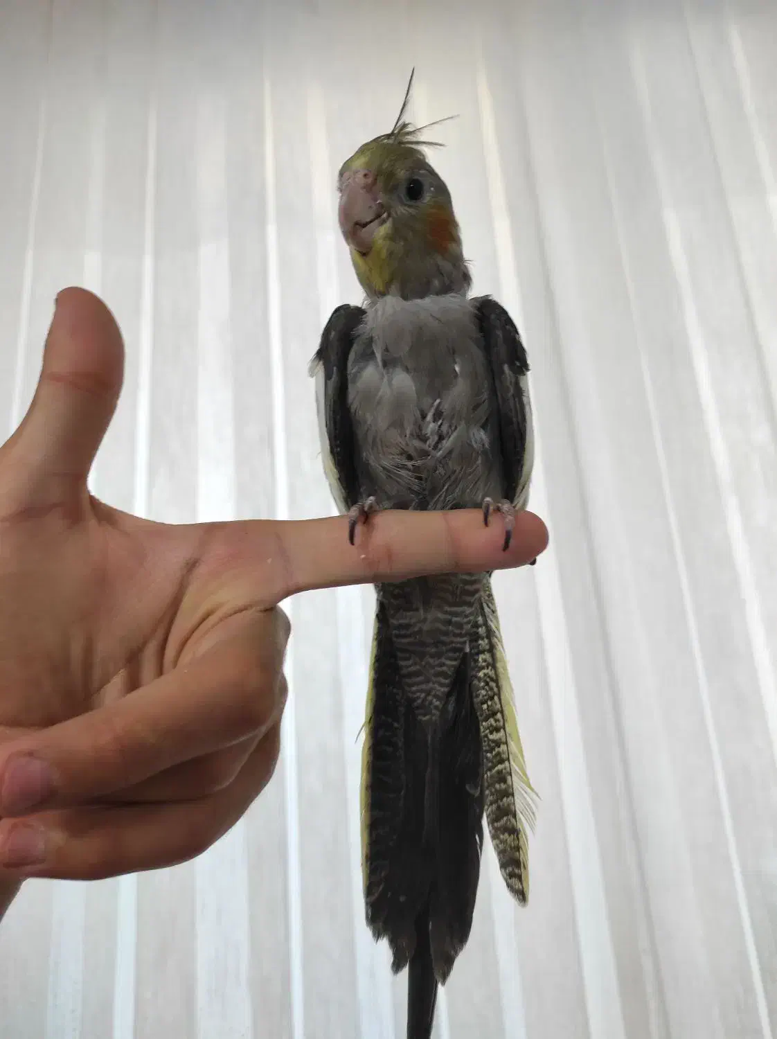 جوجه عروس هلندی سینامون|پرنده|قزوین, |دیوار