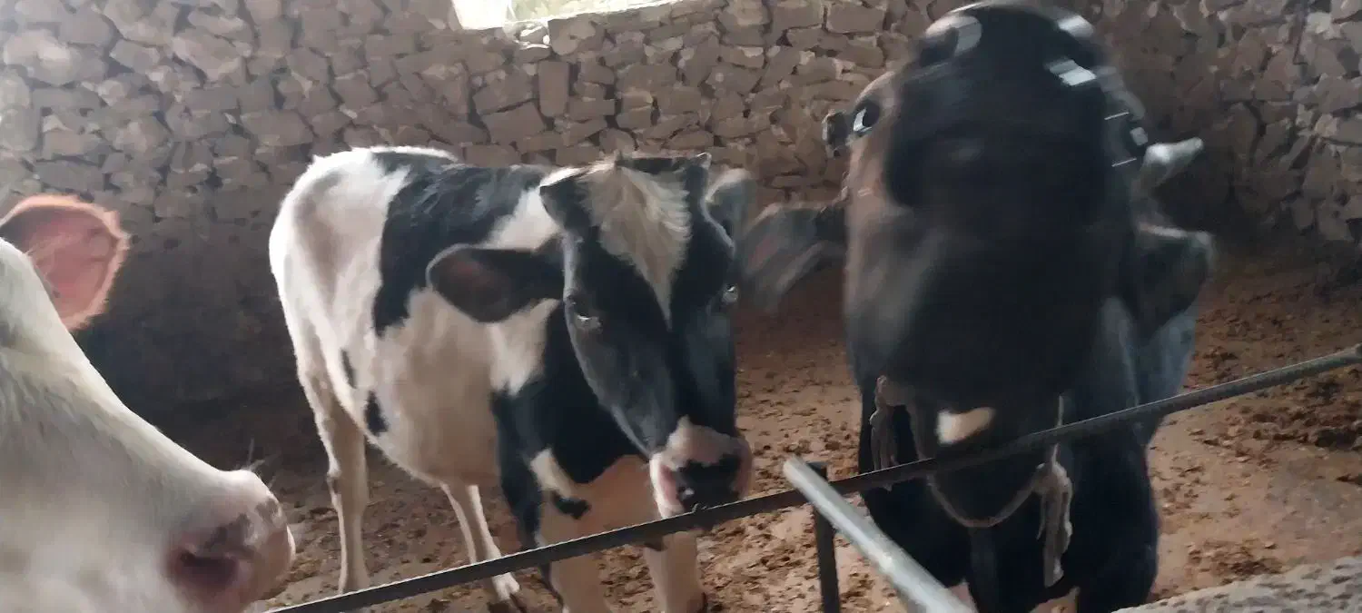 فروش گاو و شنگد|حیوانات مزرعه|کنار تخته و کمار, |دیوار