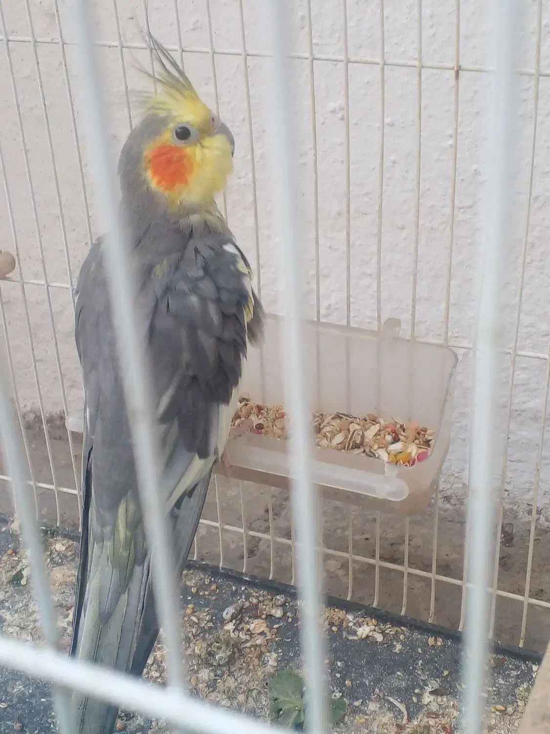 عروس هلندی معاوضه فروش|پرنده|خوش‌رودپی, |دیوار