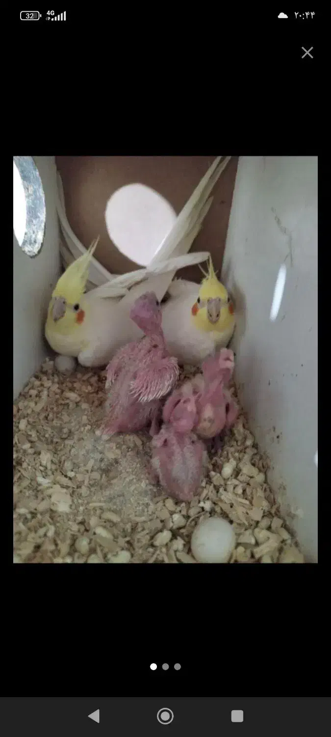 عروس هلندی|پرنده|مشهد, کوشش|دیوار