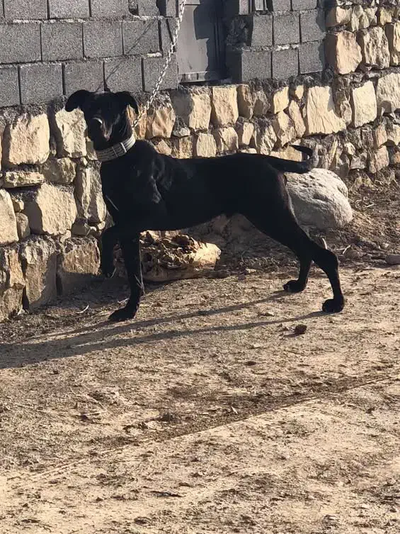 گریت دین نر|سگ|شیروان (خراسان), |دیوار