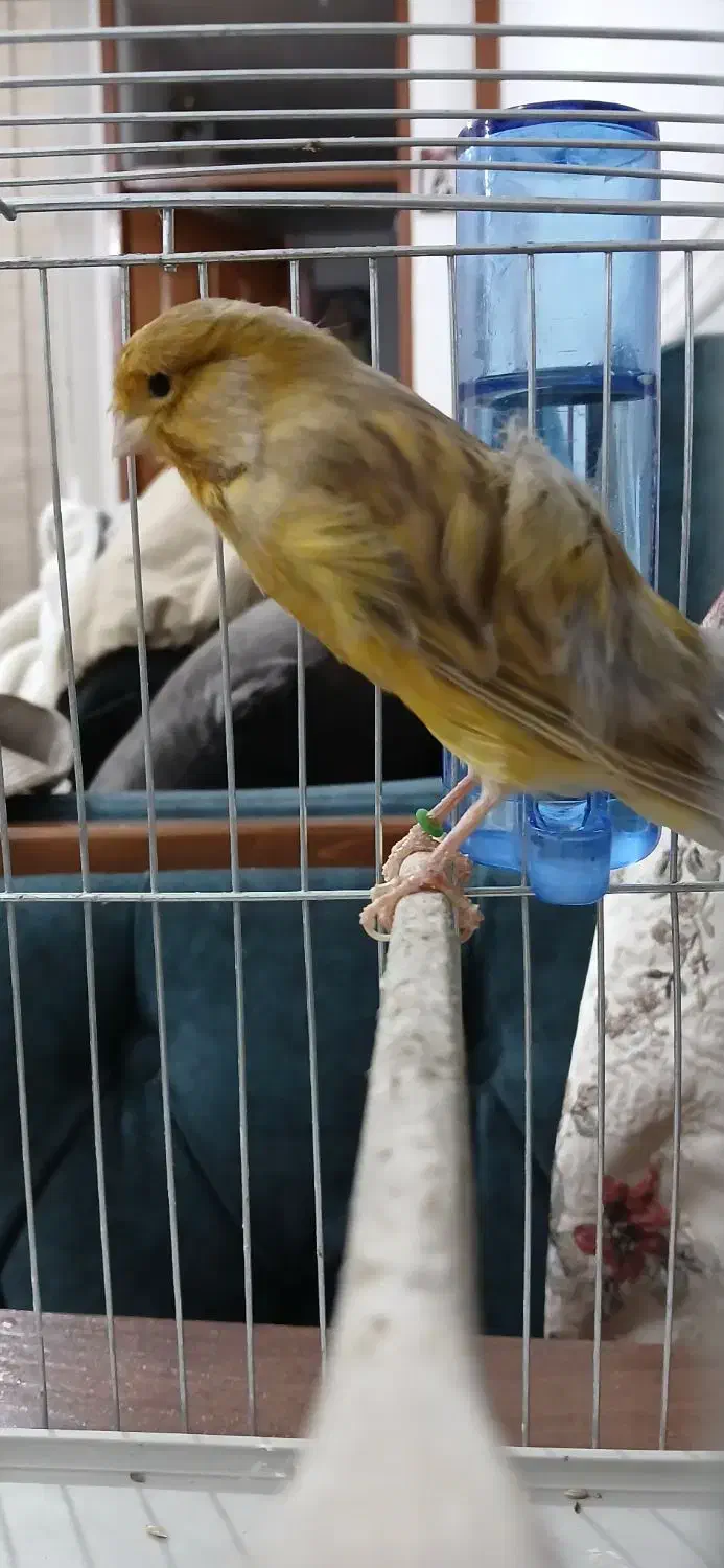 قناری نر|پرنده|اهواز, کوی رمضان|دیوار