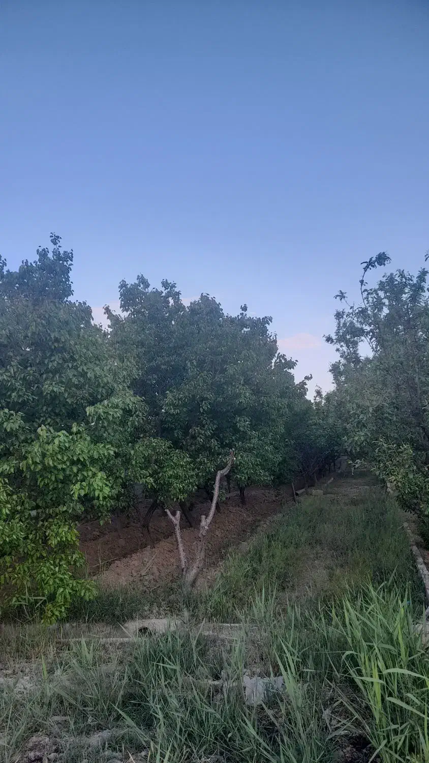 باغچه ۵۰۰متری پیشک۲|فروش زمین و ملک کلنگی|ماهدشت, |دیوار