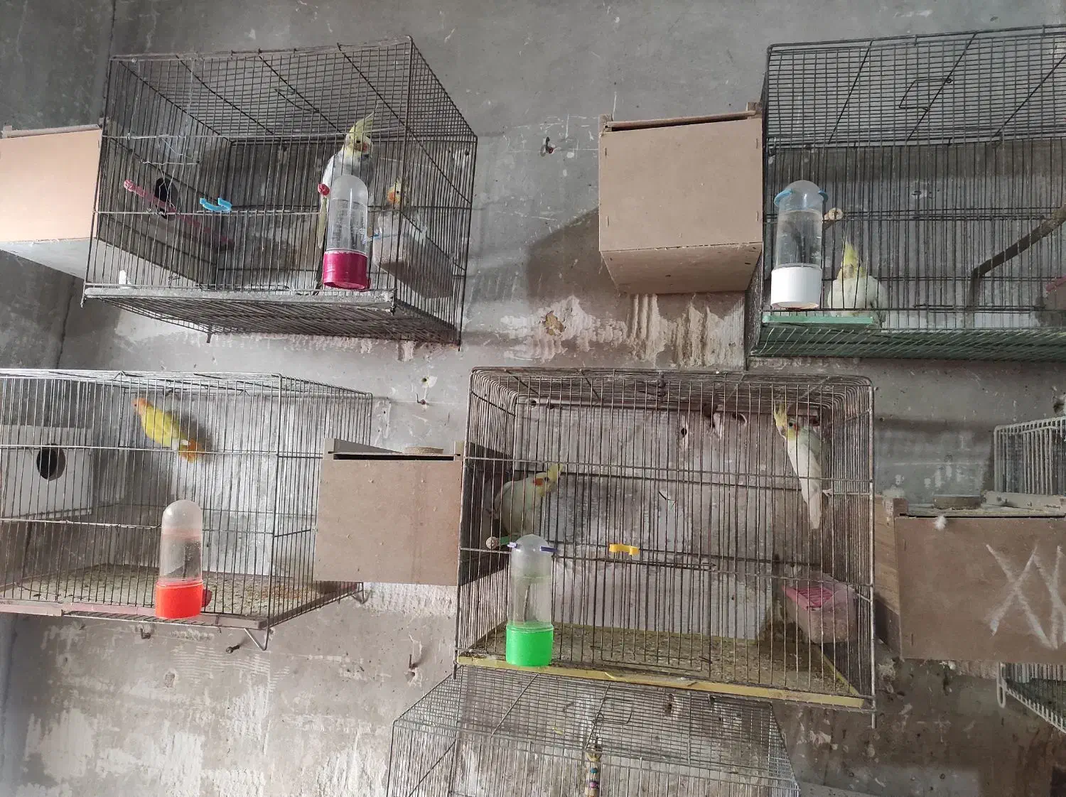 عروس هلندی|پرنده|ارومیه, |دیوار