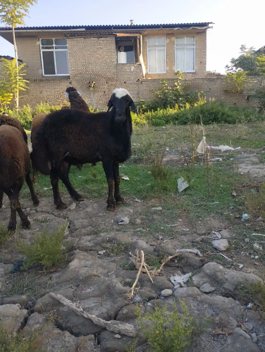 نر بره شیشک تخمی|حیوانات مزرعه|گرگان, |دیوار