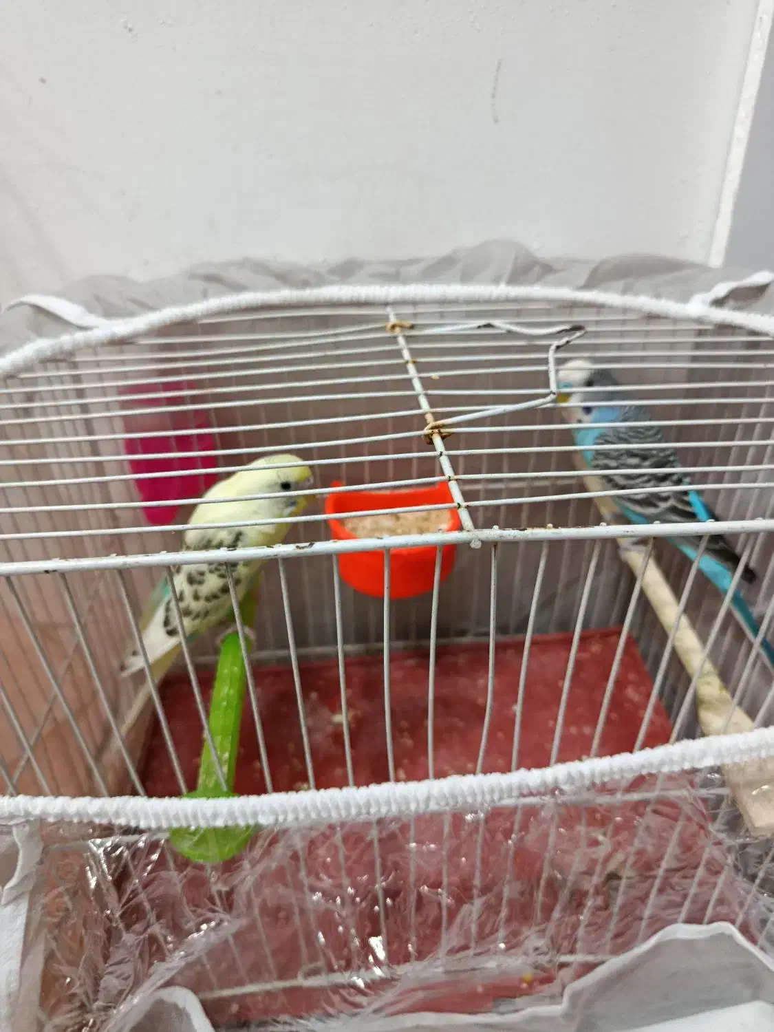 یک جفت مرغ عشق|پرنده|مشهد, قائم|دیوار