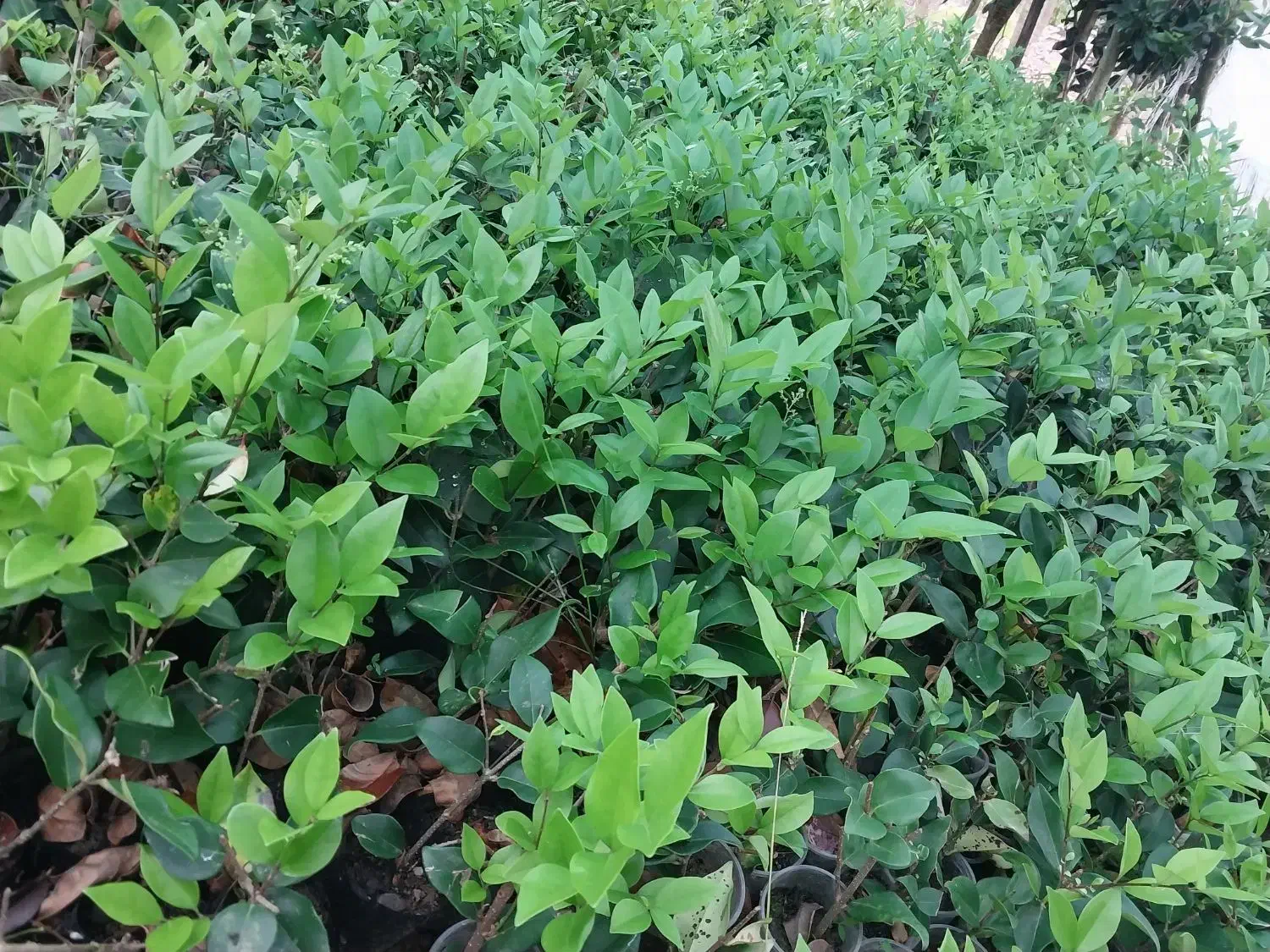 یاس نایلکسی|خدمات باغبانی و درختکاری|کلاچای, |دیوار