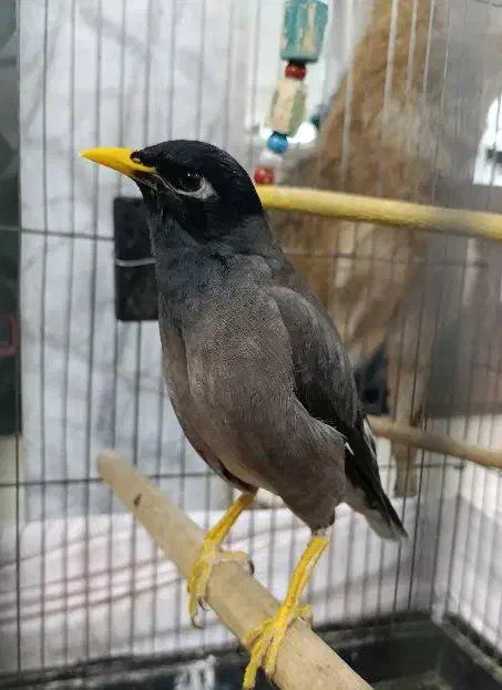 مرغ مینا|پرنده|کرج, شاهینویلا|دیوار