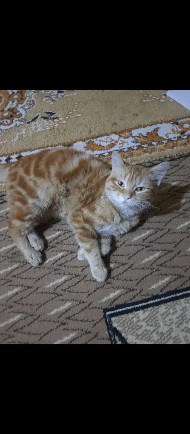 گربه بنام انور|گربه|حمیدیه, |دیوار