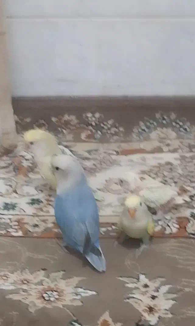 جفت کوتوله برزیلی و۲ عدد جوجه|پرنده|حمیدیا, |دیوار