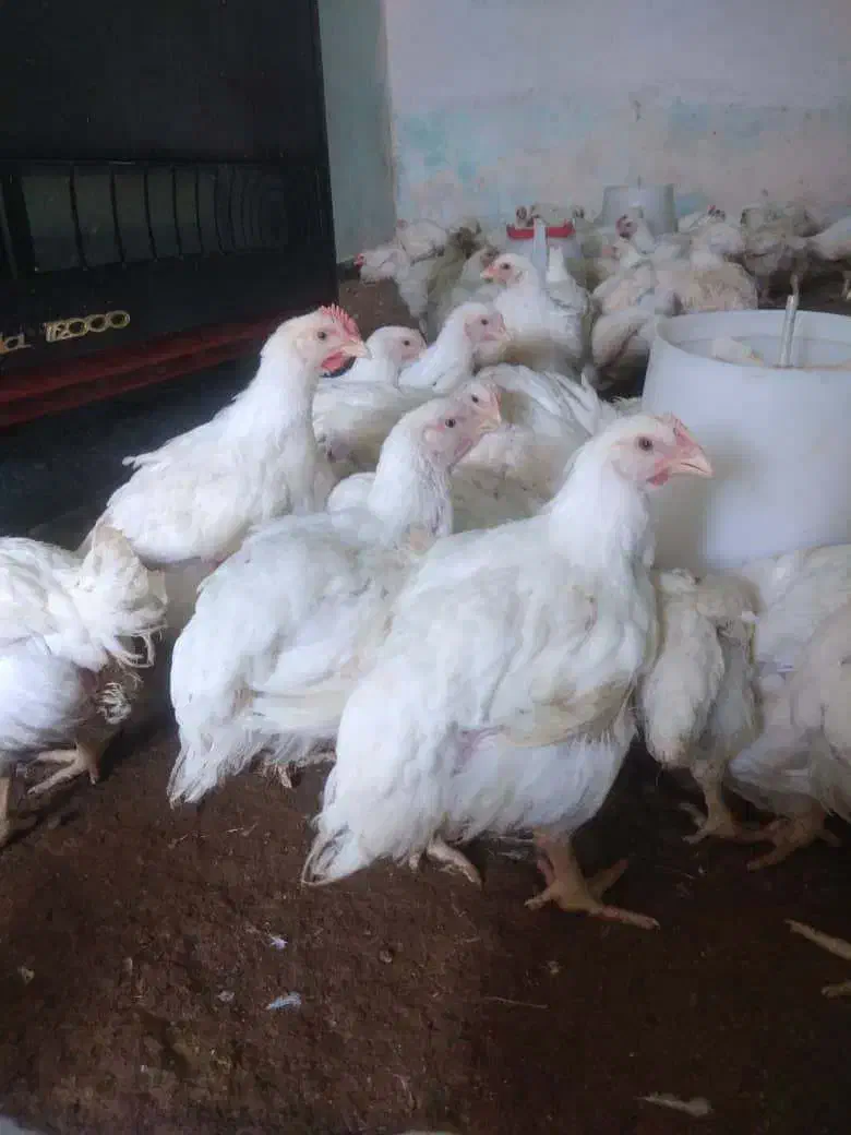 مرغ گوشتی آمل|حیوانات مزرعه|شیراز, شهرک مطهری|دیوار