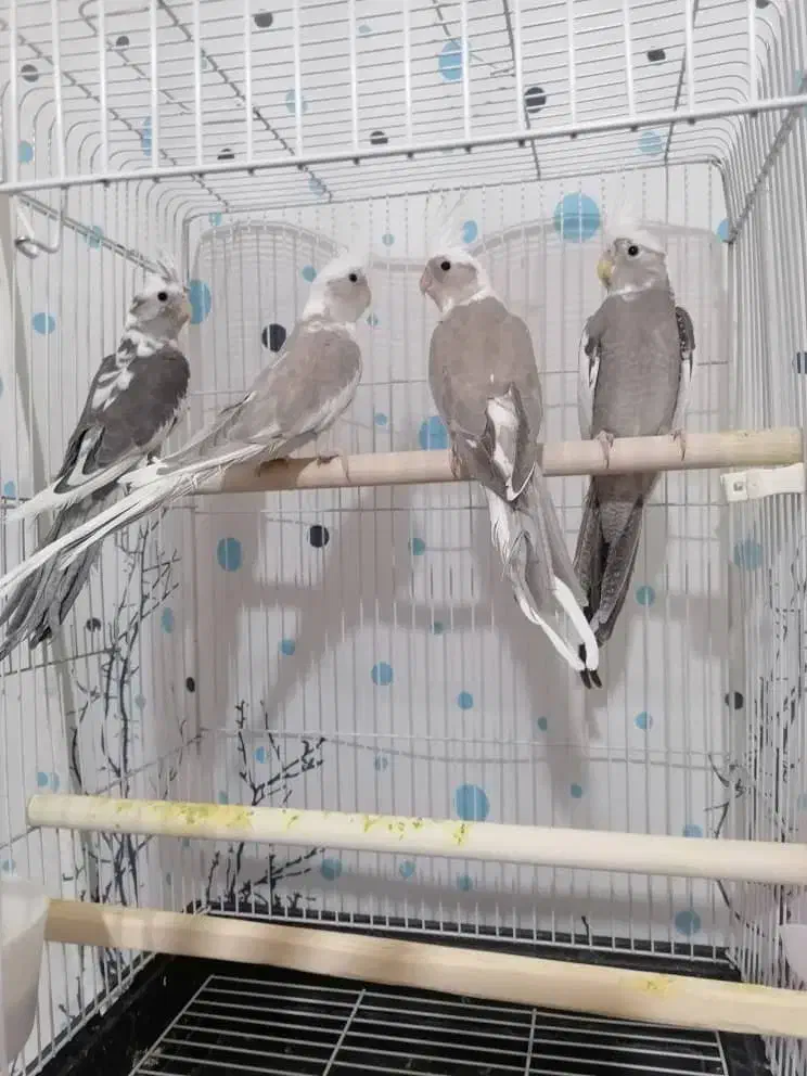 عروس هلندی سه ماهه|پرنده|ارومیه, |دیوار