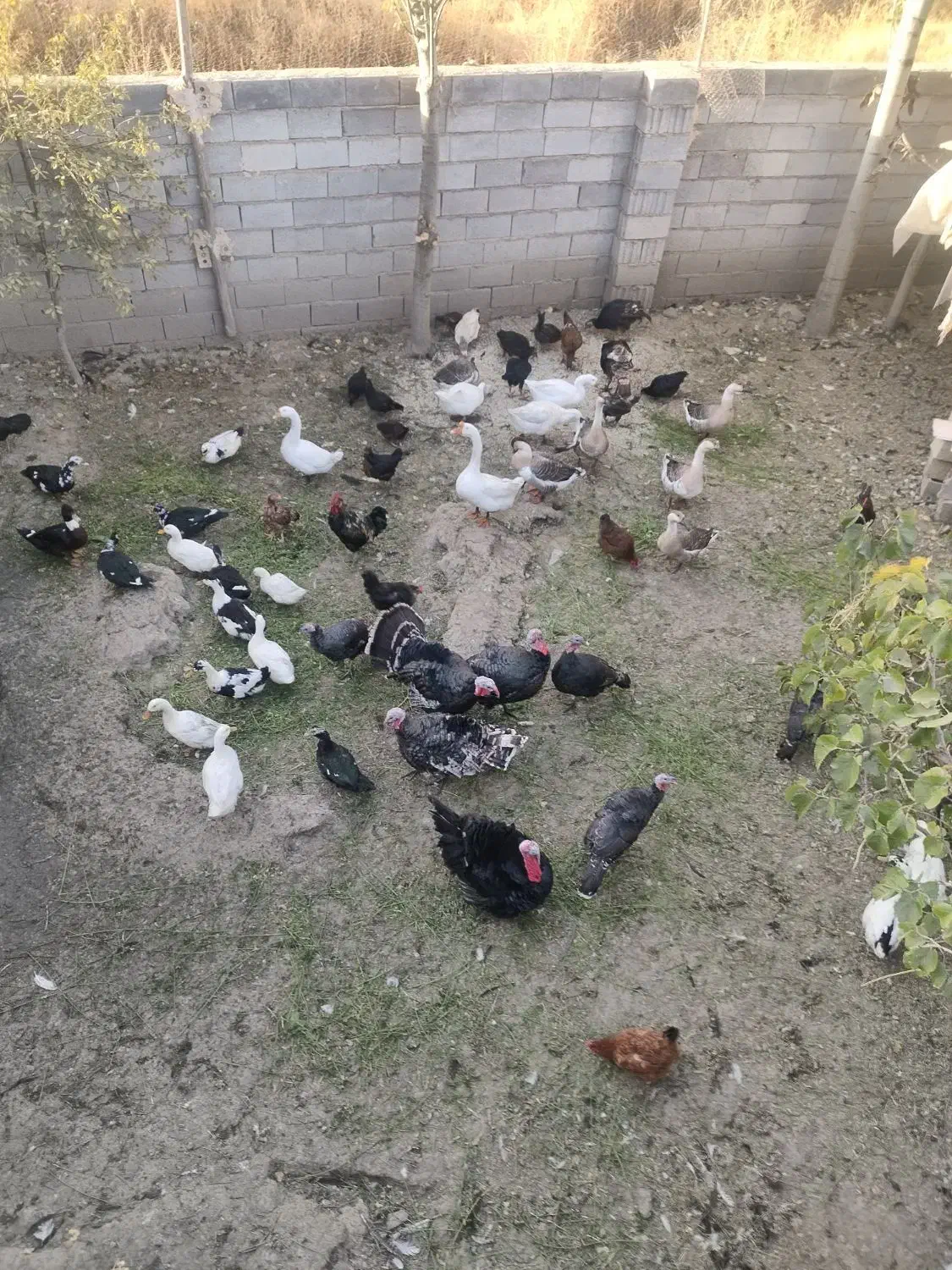 بوقلمون و قوغاز|حیوانات مزرعه|نوشین شهر, |دیوار