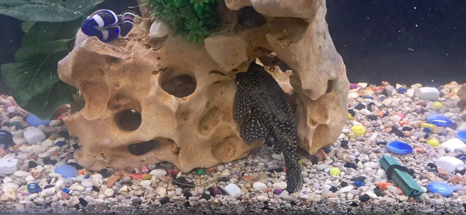 ماهی|ماهی|تهران, امیریه|دیوار