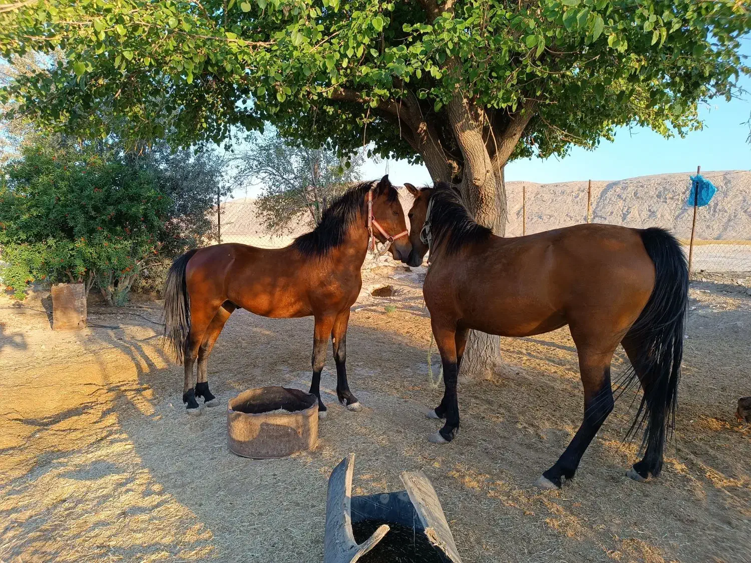 فروشی|اسب و تجهیزات اسبسواری|فسا, |دیوار