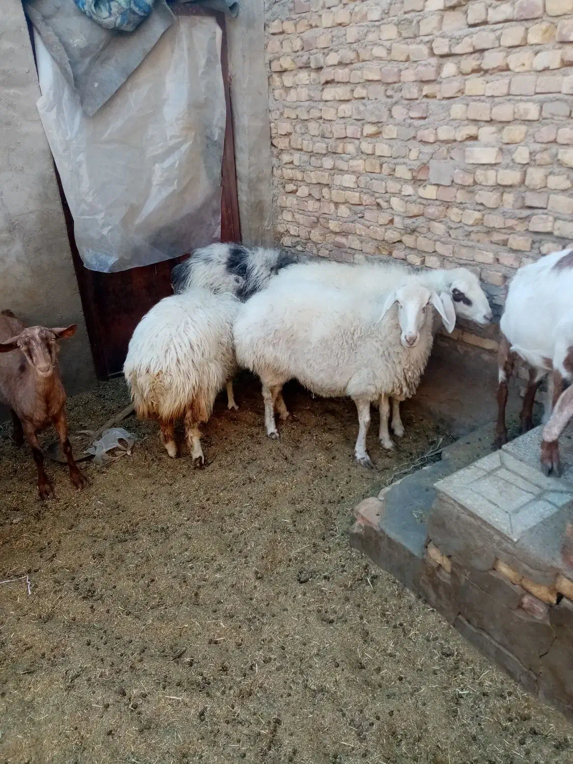 میش آبستن|حیوانات مزرعه|یزد, |دیوار