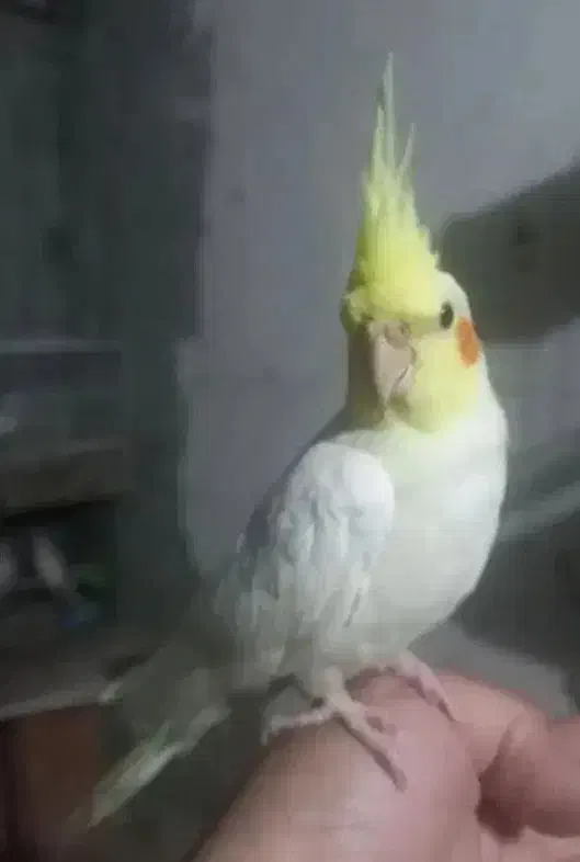 عروس هلندی|پرنده|فشم, |دیوار