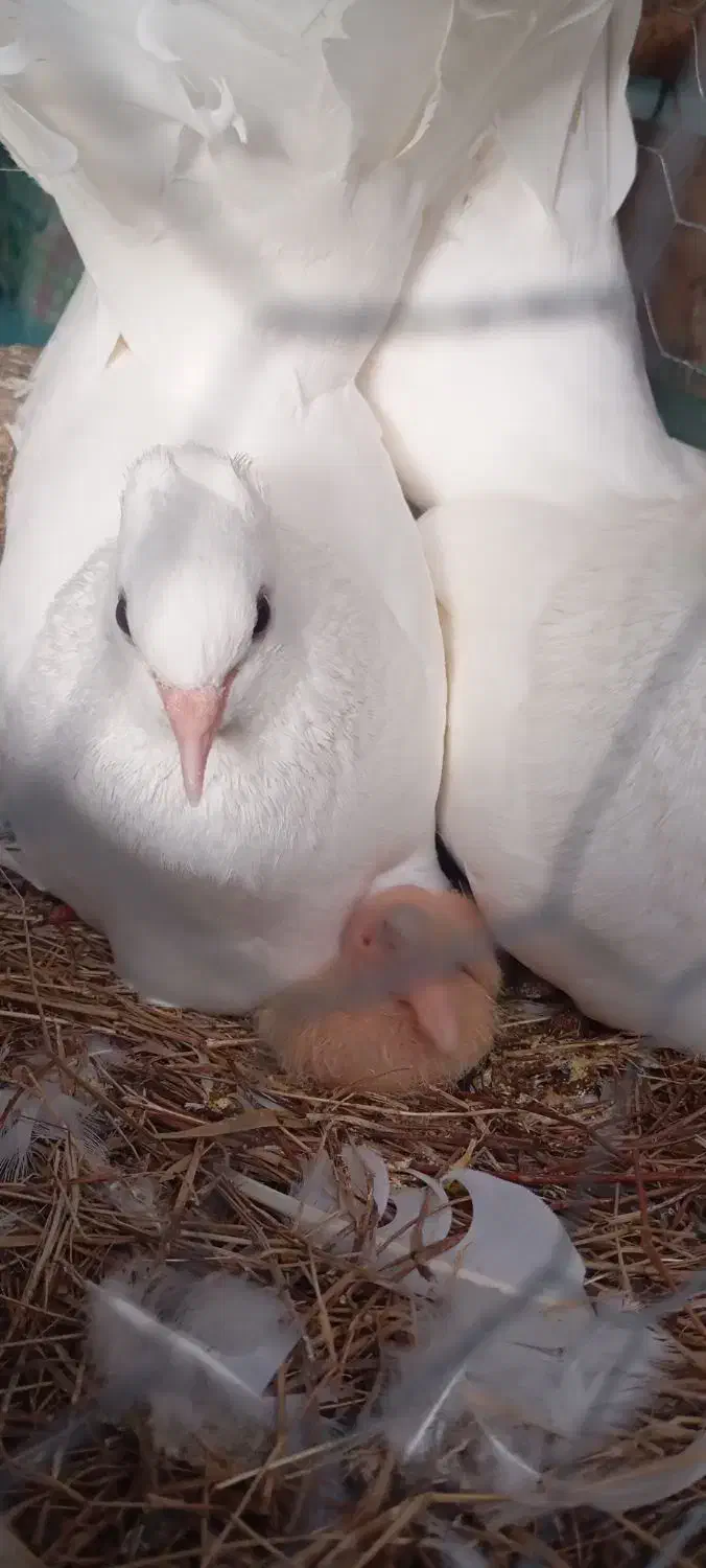 6عدد کبوتر برای فروش|پرنده|ماسال, |دیوار