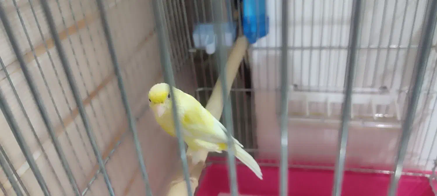 قناری ماده|پرنده|اصفهان, شهرک امام خمینی|دیوار