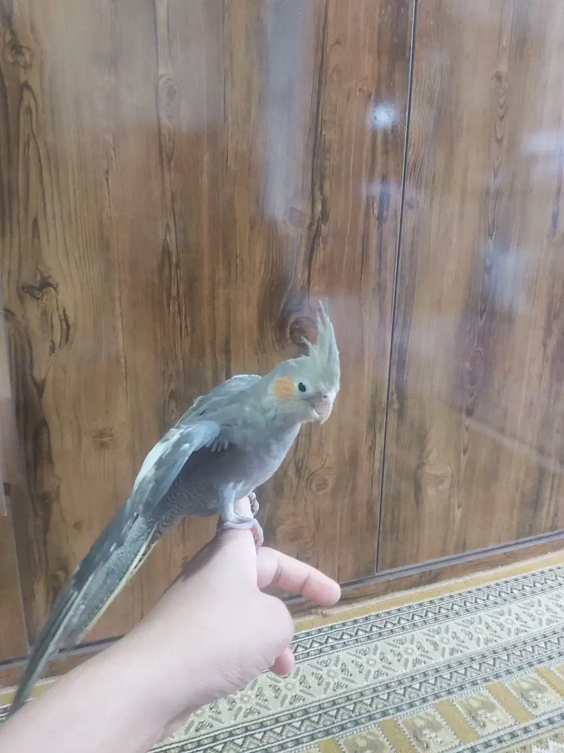 عروس هلندی|پرنده|لاهیجان, بازکیاگوراب|دیوار