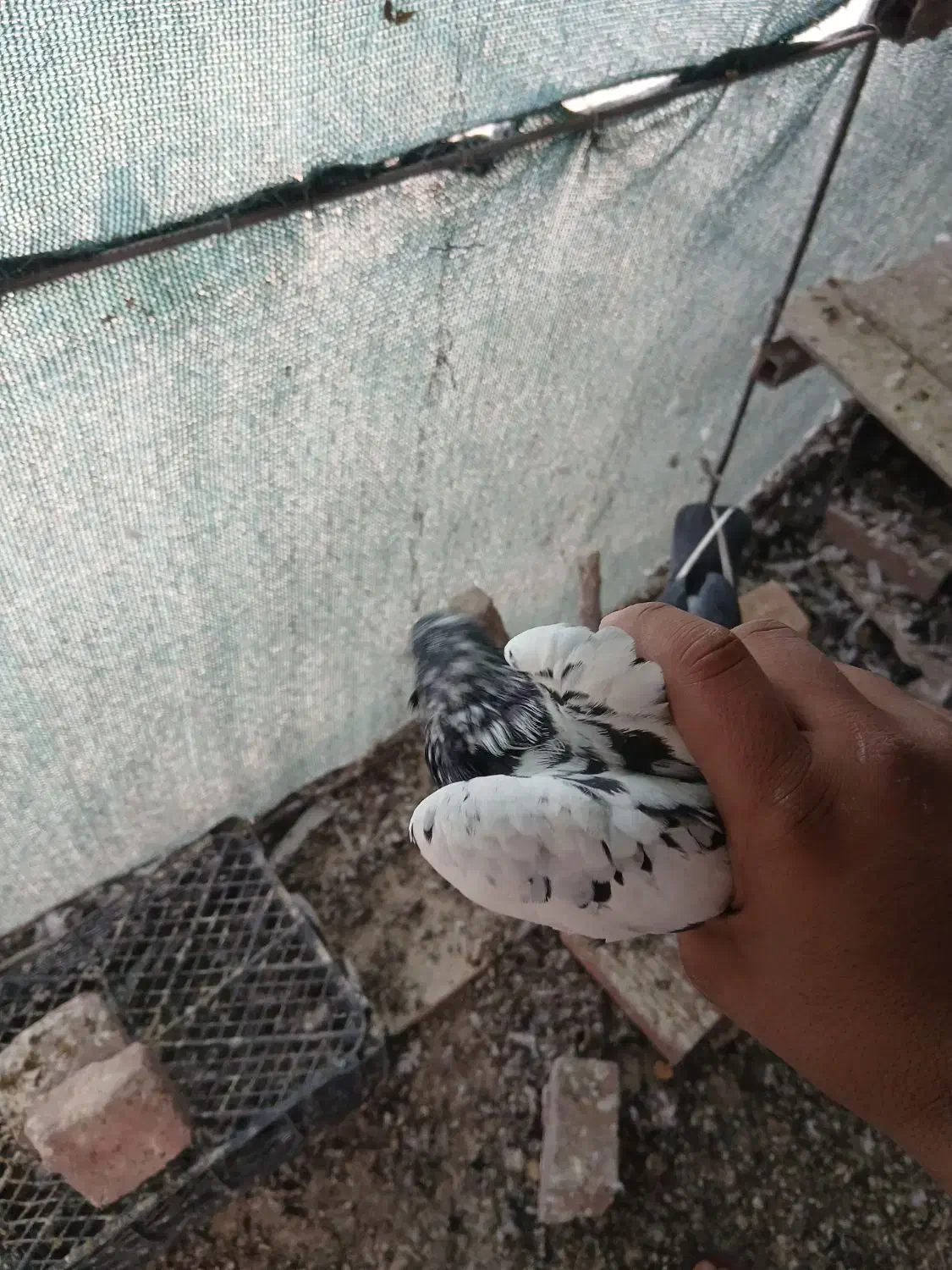 کفتر|پرنده|کرمان, |دیوار