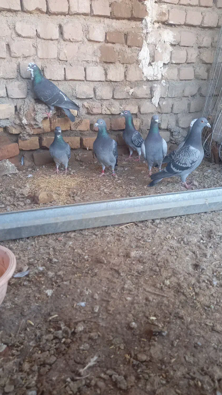 کبوتر|پرنده|زیرکوه, |دیوار