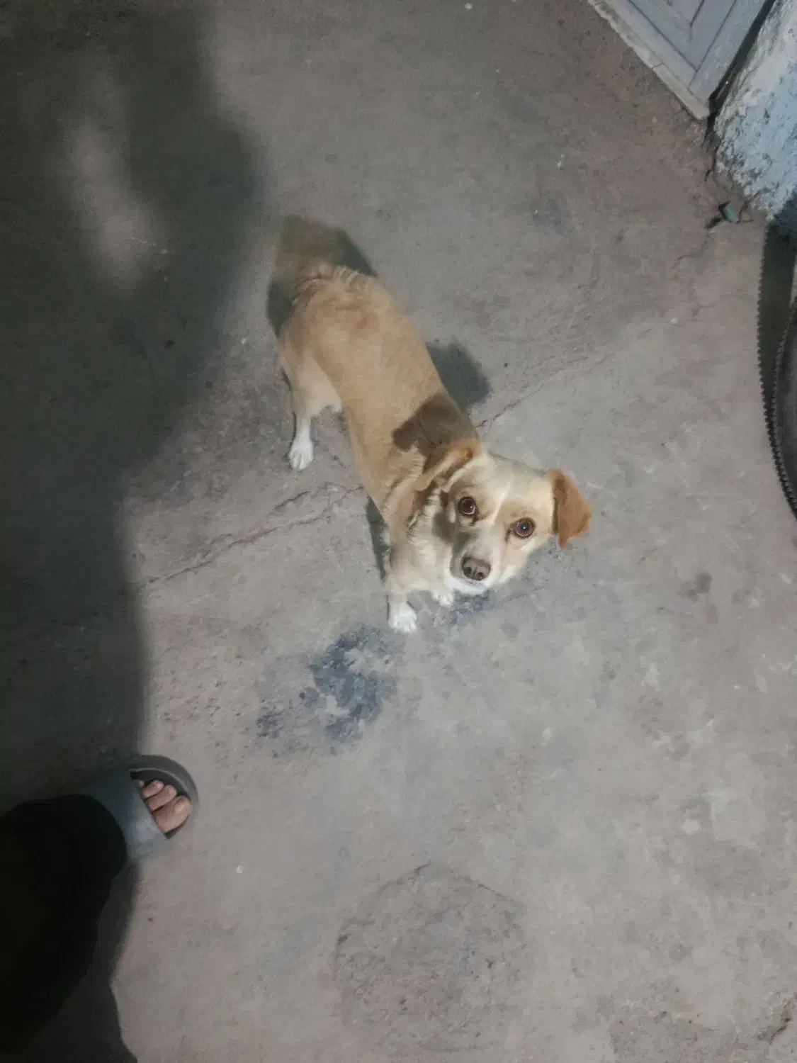 اشپیتزد ماده|سگ|کرمان, |دیوار