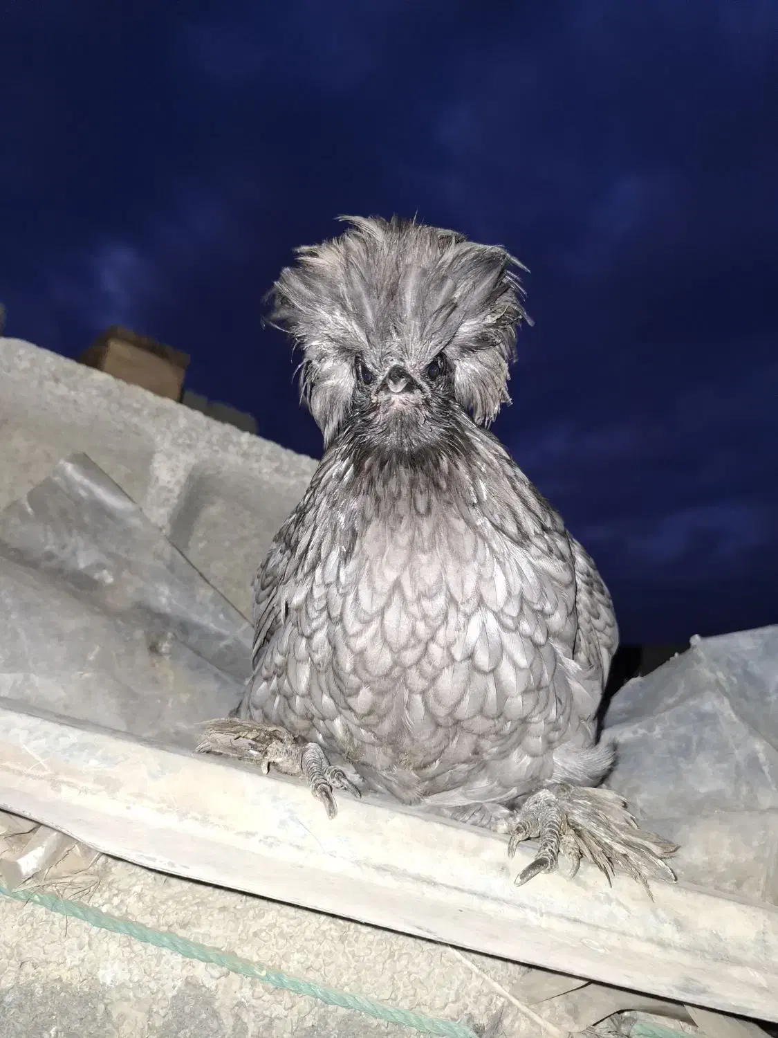 یک عددمرغ لاری ویک عددمرغ سلطان بفروش میرسد|حیوانات مزرعه|محمدشهر, یزدیها|دیوار