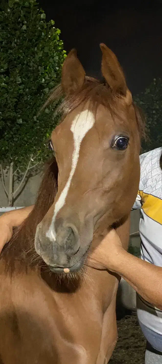 کره نریان عرب مصری ۲سر|اسب و تجهیزات اسب‌سواری|کرج, شهرک جهان آرا|دیوار