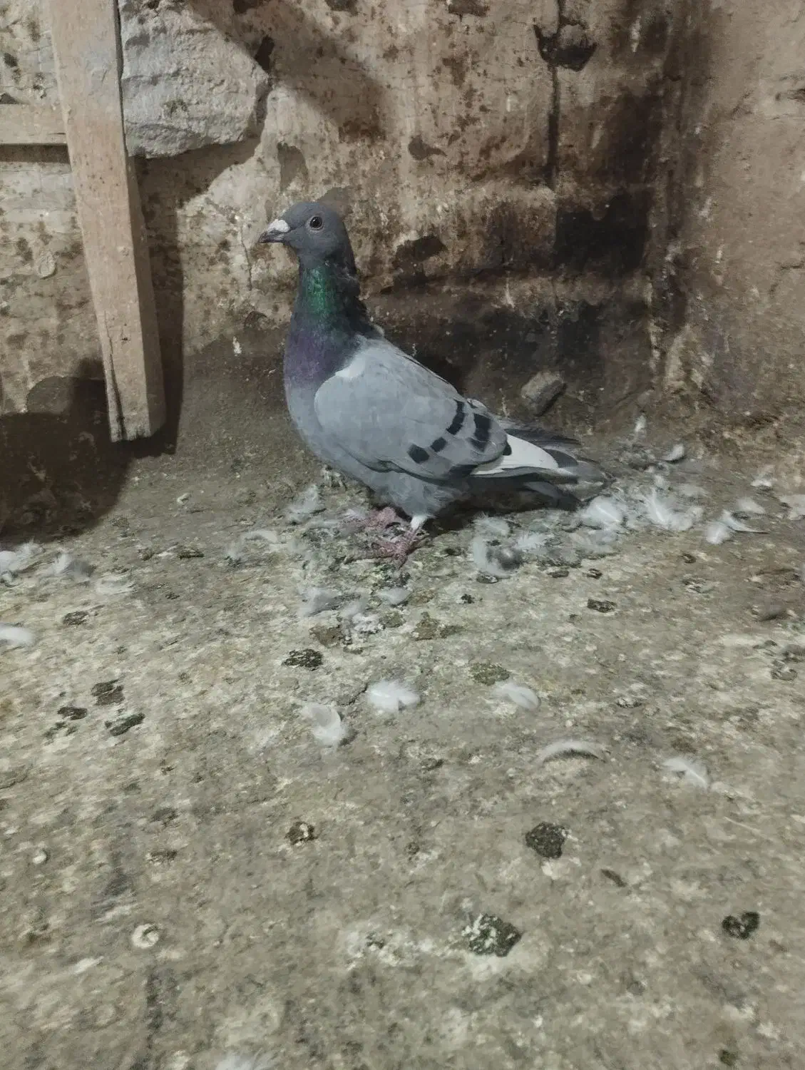 کبوتر سبز و ابلغ|پرنده|تربت‌حیدریه, یحیی آباد|دیوار