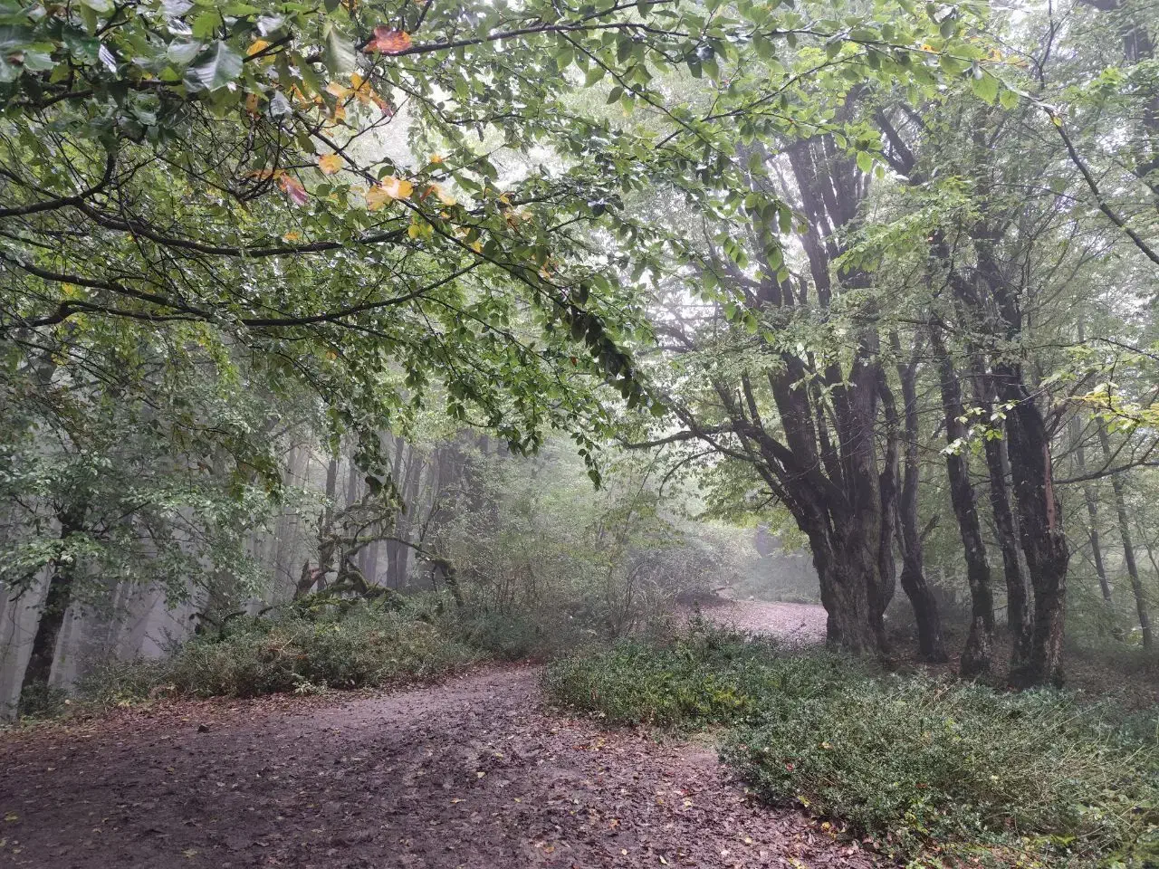 سگ پیدا شده|حیوانات|همدان, |دیوار