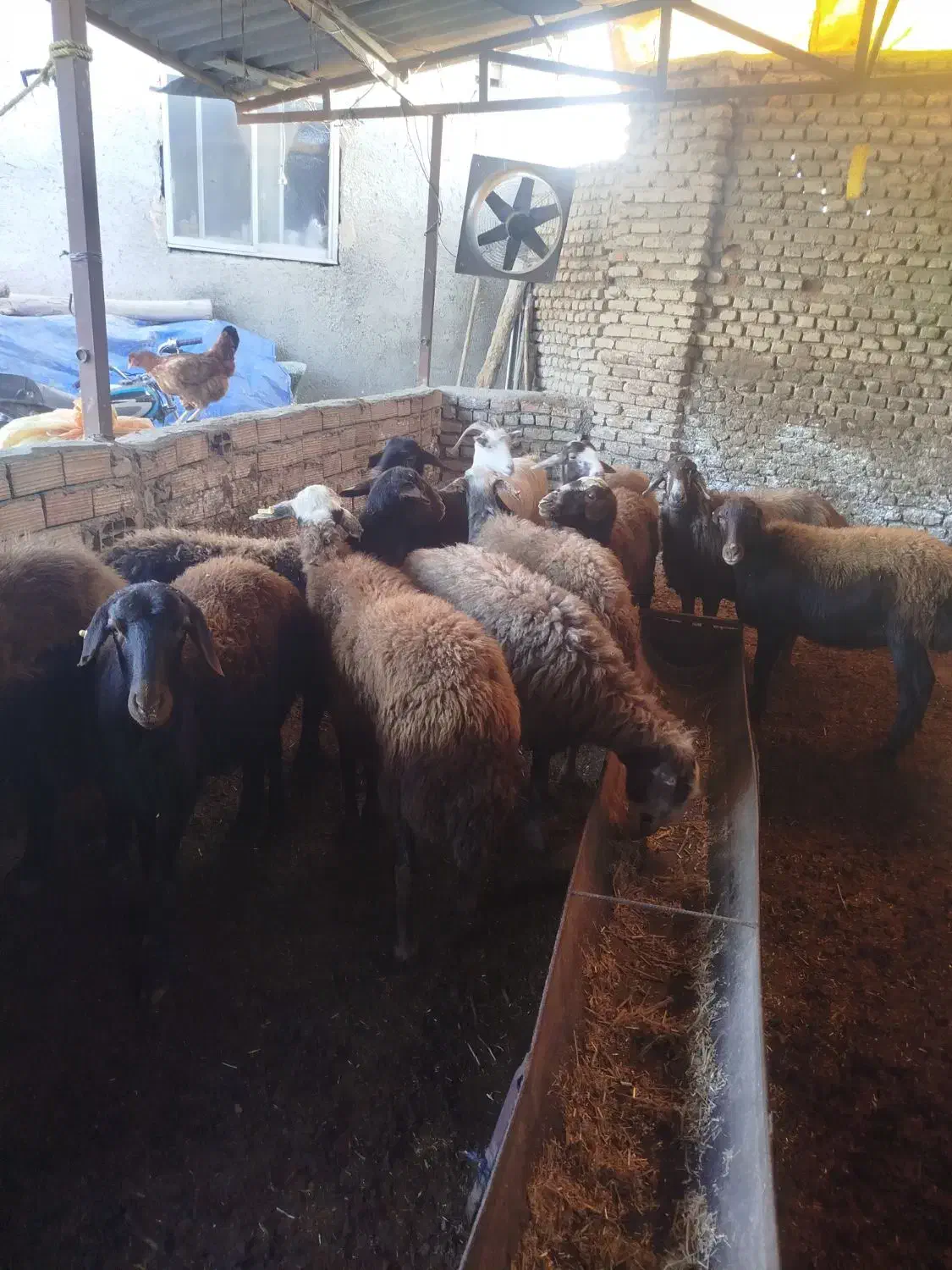 گوسفند ابستن|حیوانات مزرعه|سرخنکلاته, |دیوار