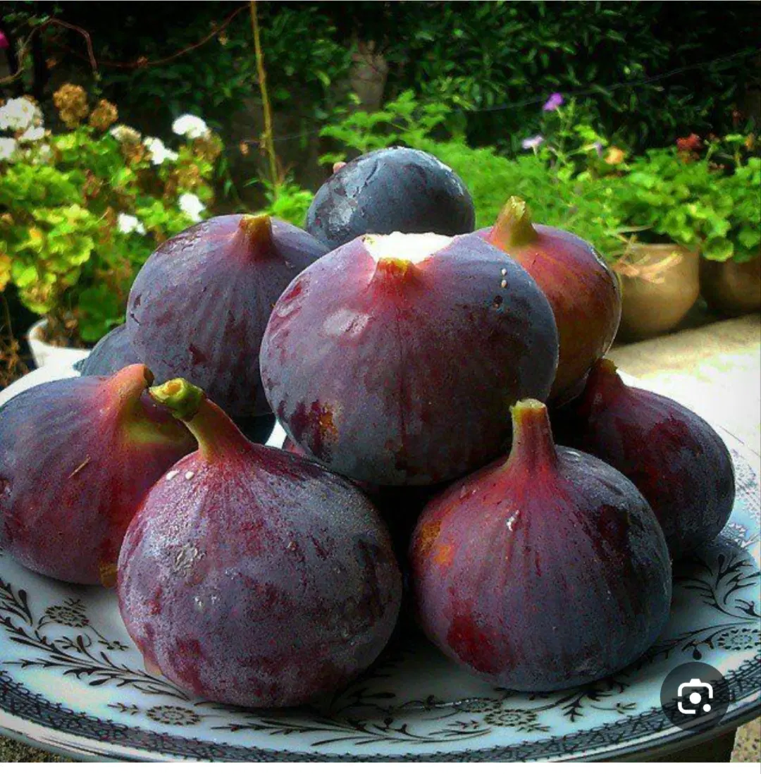 انجیر|خوردنی و آشامیدنی|کوهدشت, |دیوار