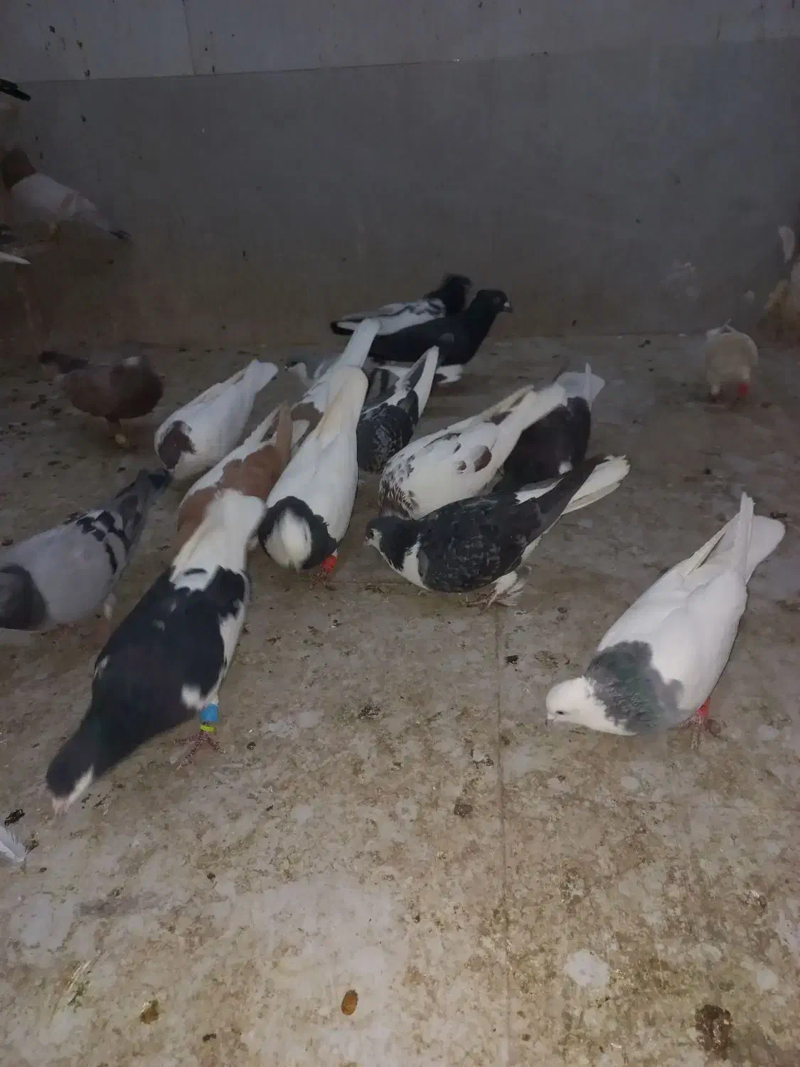 کروتر|پرنده|الوند, |دیوار