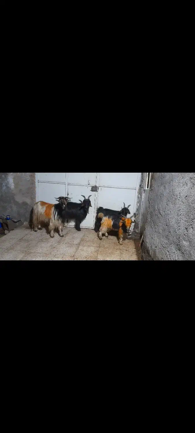 بزوبیگ|حیوانات مزرعه|مسجد سلیمان, |دیوار