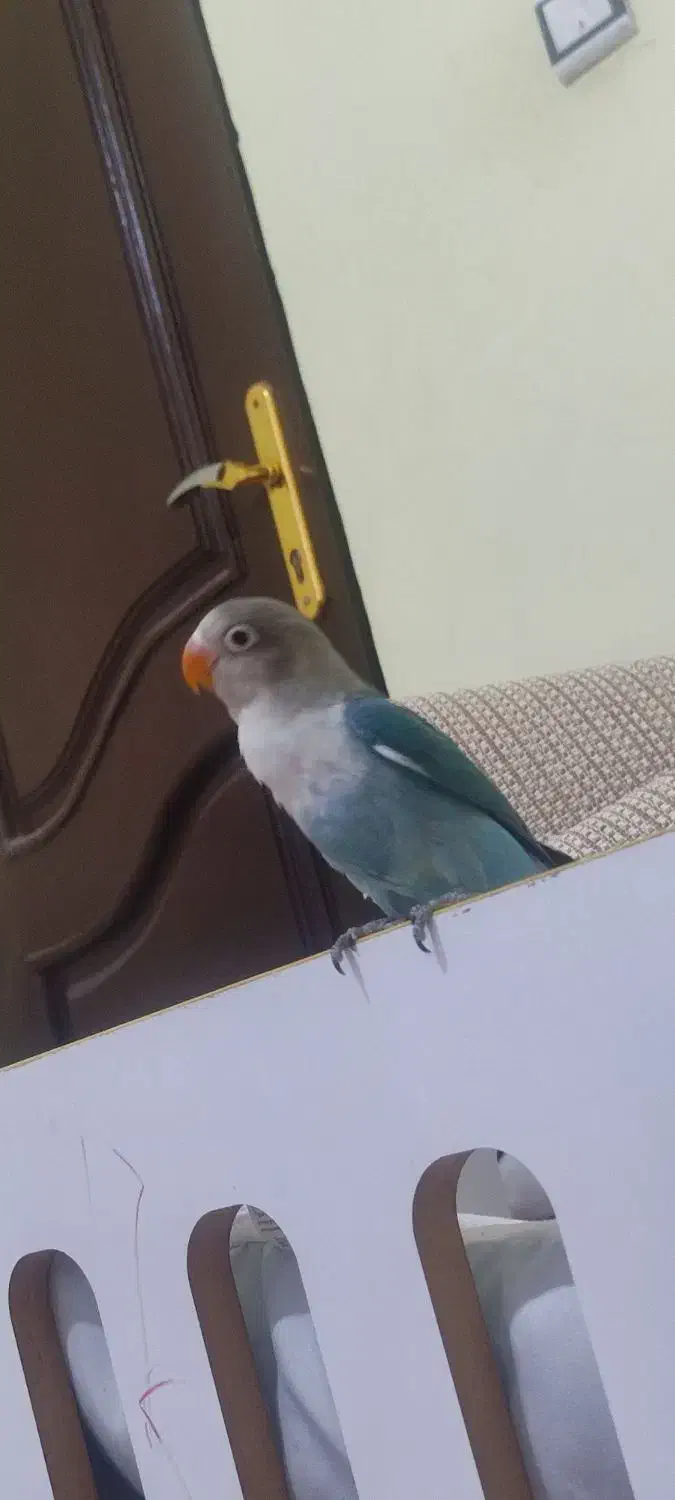 کوتوله 3ماه و نیمه نر|پرنده|فریمان, |دیوار