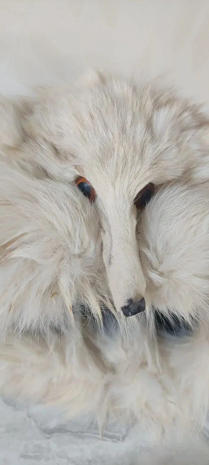 کلاه روسی (کت پوست)|لباس|پرند, فاز ۴|دیوار