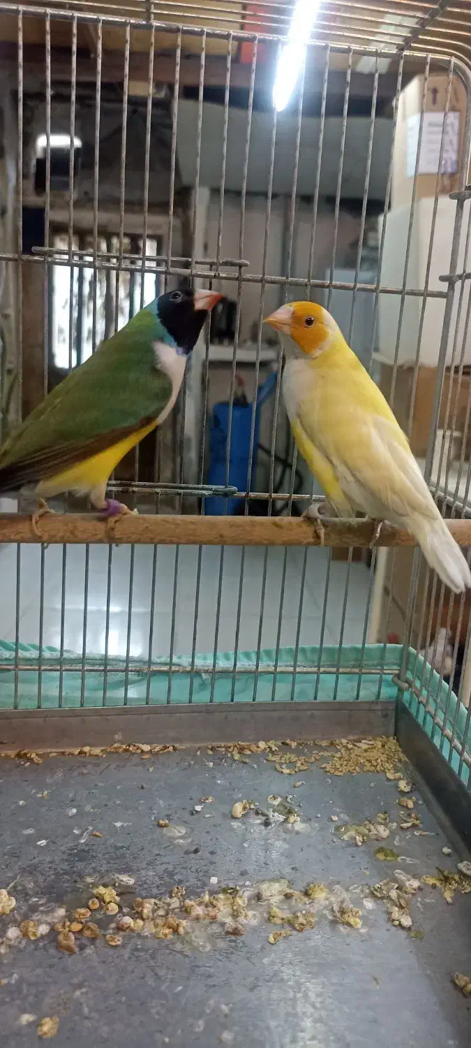 ((فنچ گلدین ))|پرنده|تهران, بازار|دیوار