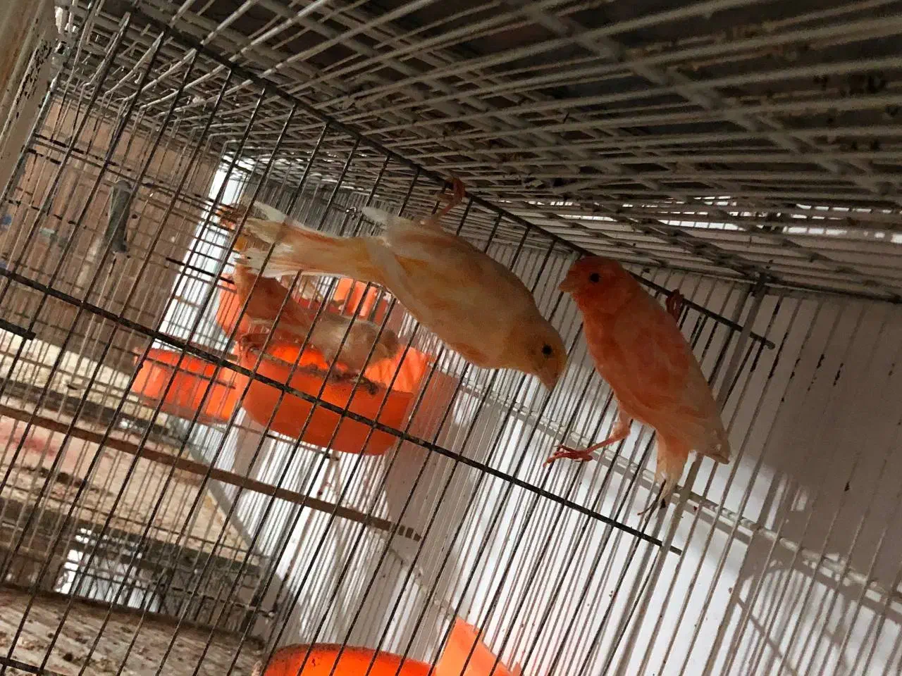 قناری رد فاکتور مولد رو تخم و جوجه|پرنده|گرگان, |دیوار