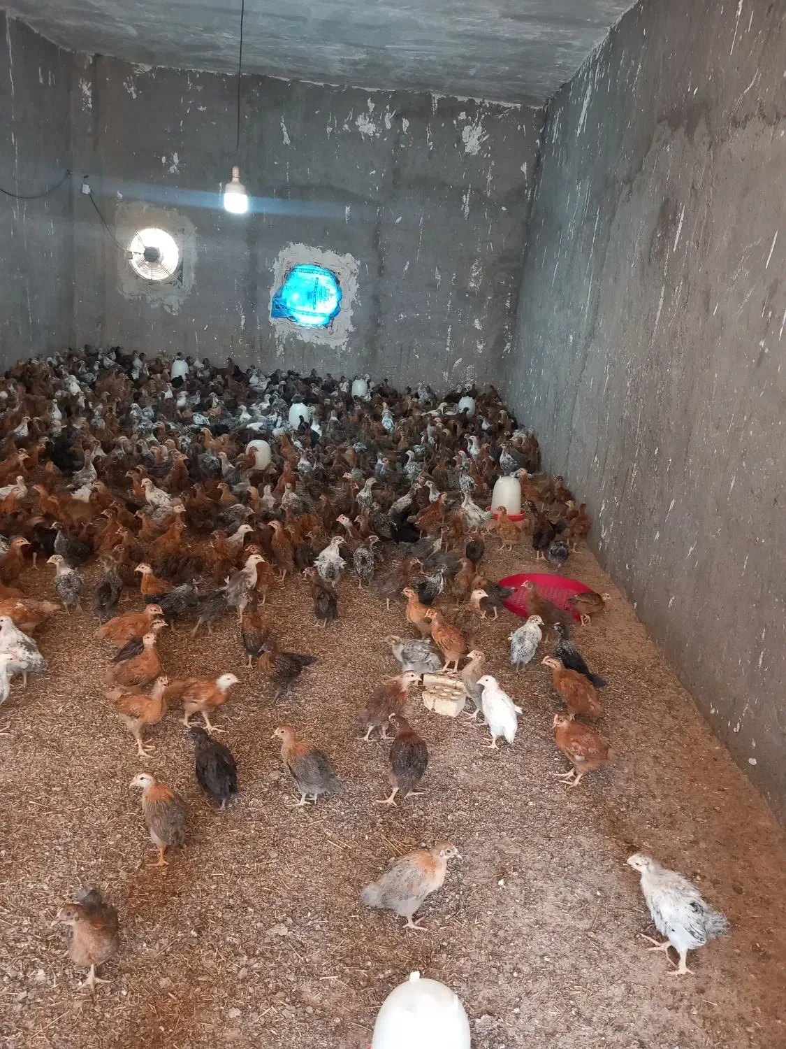 جوجه محلی|حیوانات مزرعه|مسجد سلیمان, |دیوار