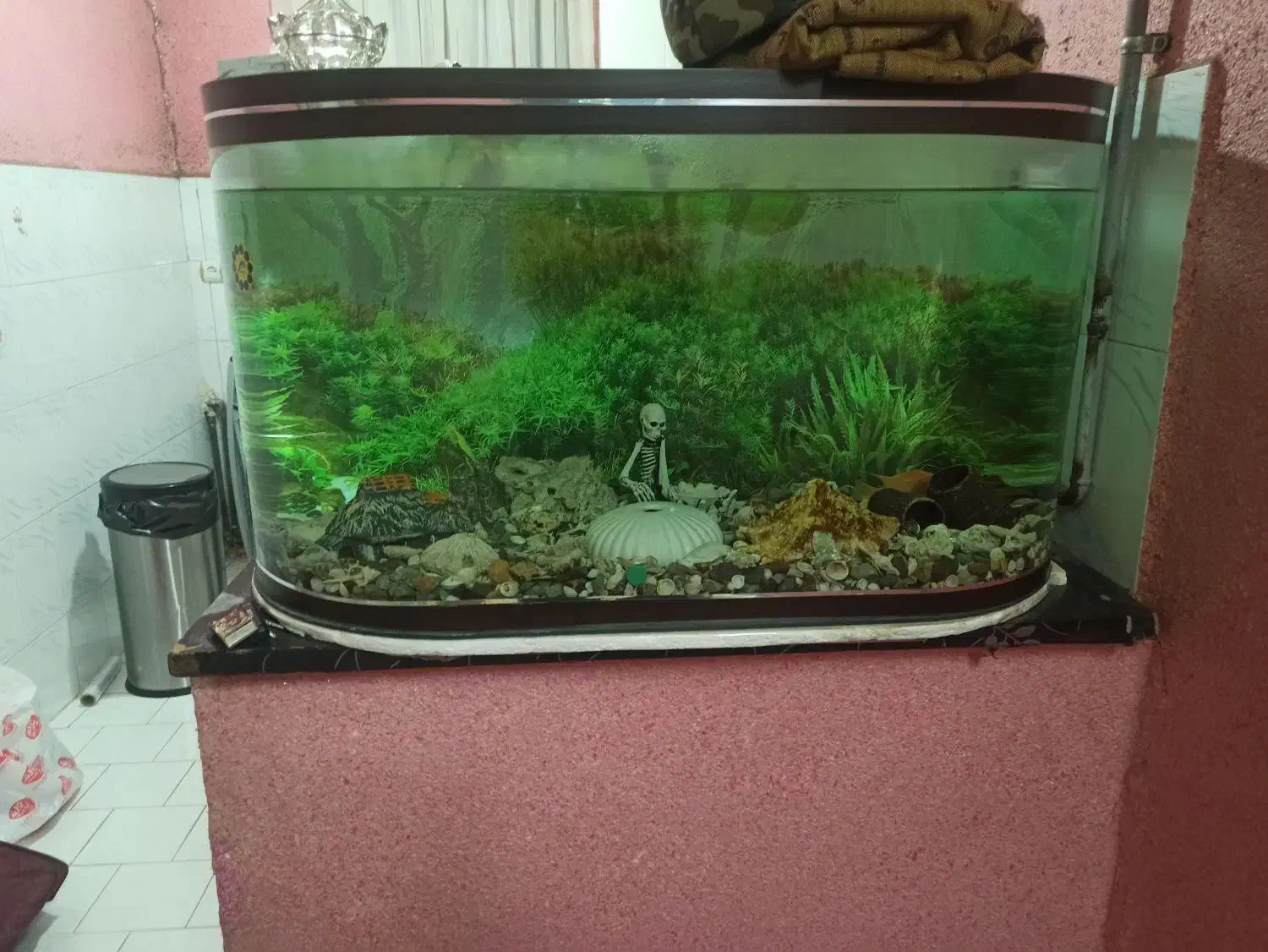 اکواریوم ماهی|ماهی|شریف‌آباد, |دیوار