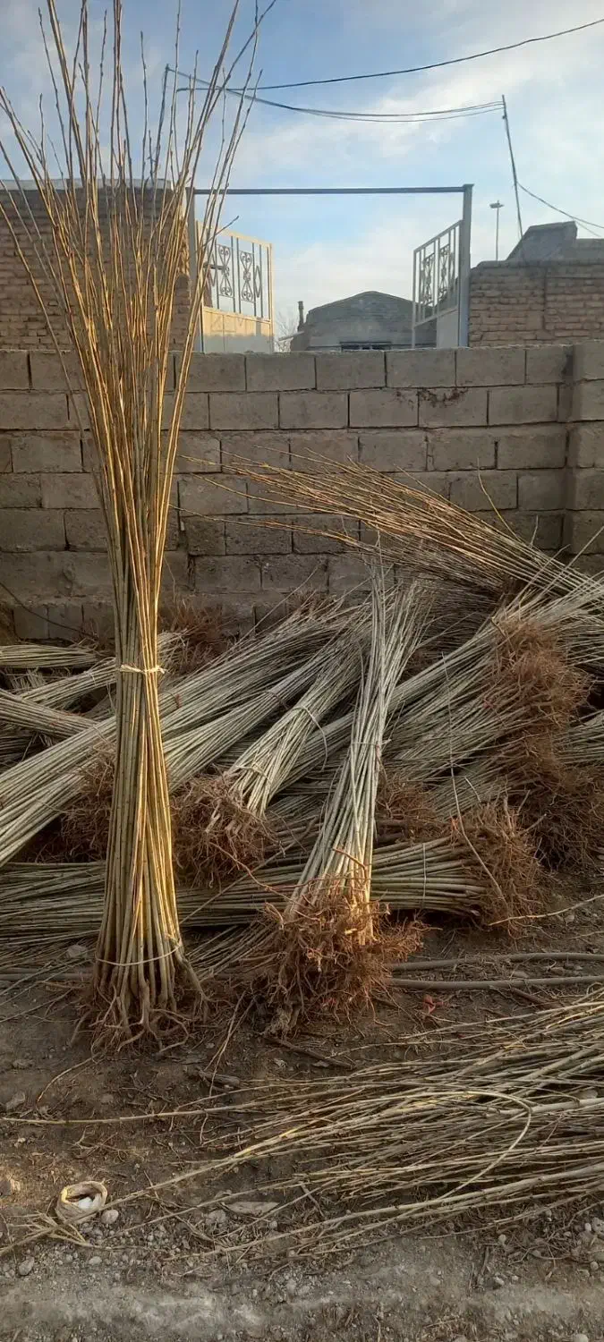 صنوبر نگرای ترکیه وکبوده و پالونیا|خدمات باغبانی و درختکاری|اراک, |دیوار