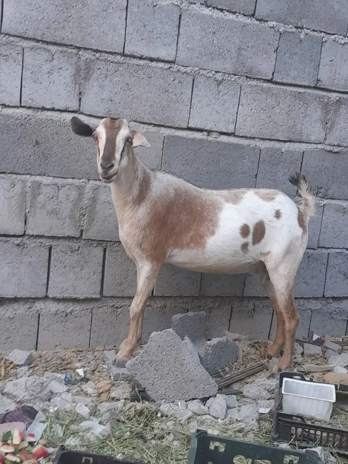 گوسفند کاملآ سام چاق وسرحال خانگی مخصوص داشت.|حیوانات مزرعه|میناب, |دیوار