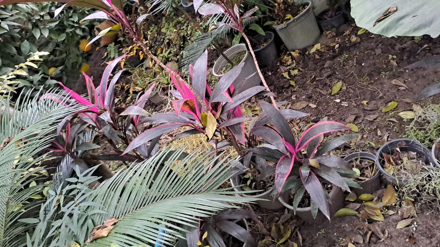 گل بابا آردن وکردلینک|گل و گیاه طبیعی|نوشهر, |دیوار