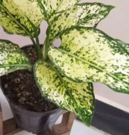 سنگ عتیقه|کلکسیون اشیاء عتیقه|بروجرد, |دیوار