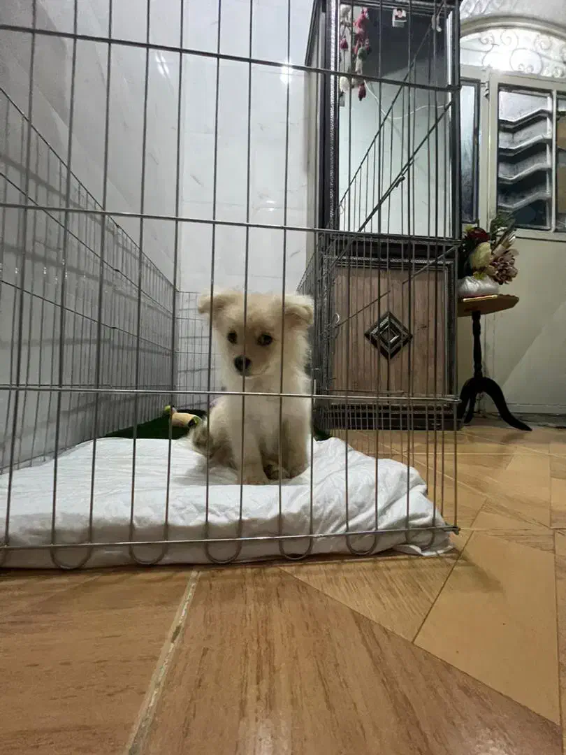 سگ پامر نر|سگ|بندر گناوه, |دیوار