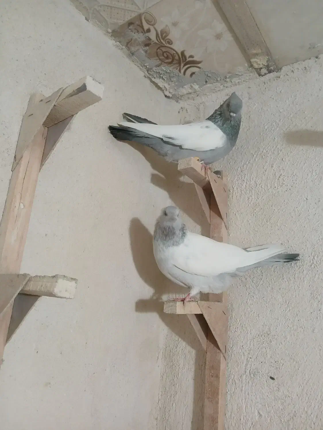 سینه سبز و آبی|پرنده|شیراز, ریاستی|دیوار